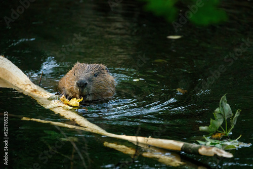 Hungry beaver. Wild European beaver, Castor fiber, peaks out from water. Beaver in river eats yellow maple leaves. Brown furry animal with long flat tail. Largest European rodent in nature habitat. photo