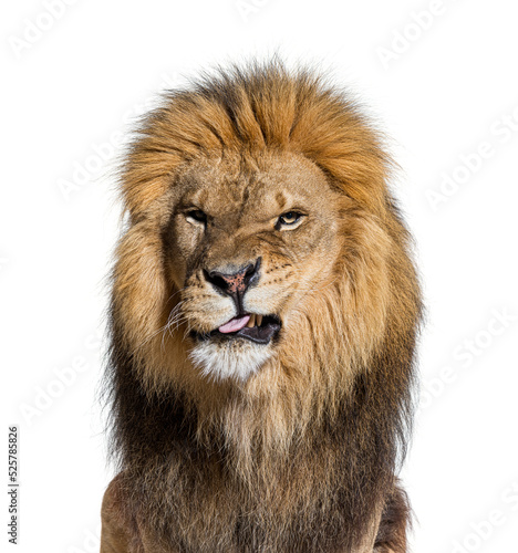 head shot of a Lion making a face and looking at the camera