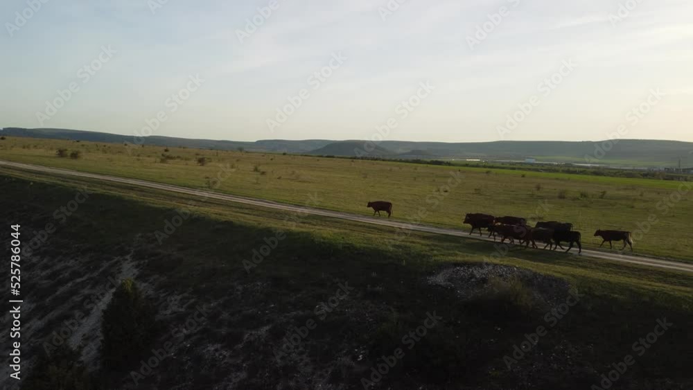 AERIAL: Flying over a small herd of cattle cows walking uniformly down farm road on the hill. Black, brown and spotted cows. Top down view of the countryside on a sping sunset. Idyllic rural landscape AERIAL: Flying over a small herd of cattle cows walking uniformly down farm road on the hill. Black, brown and spotted cows. Top down view of the countryside on a sping sunset. Idyllic rural landscape