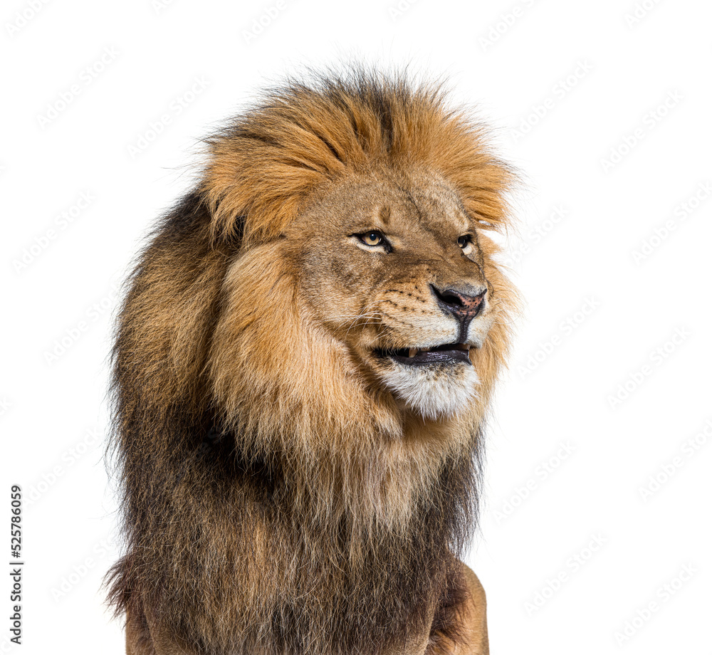 Upset adult male lion making a funny face, isolated on white