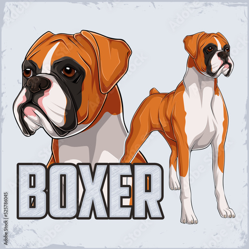 Hand drawn powerful dog breed Boxer standing in full Length isolated on white background