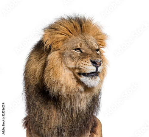 Fototapeta Naklejka Na Ścianę i Meble -  Upset adult male lion making a funny face, isolated on white