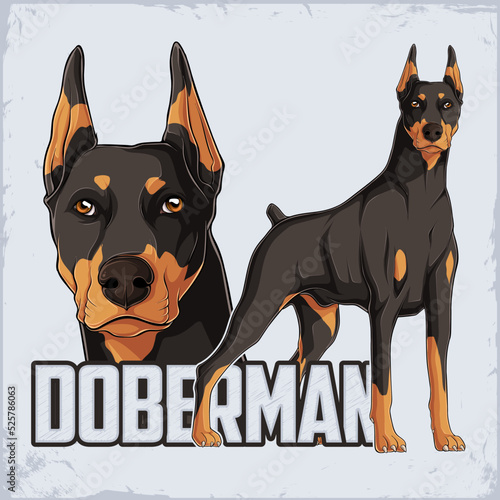 Hand drawn powerful dog breed Doberman standing in full Length isolated on white background
