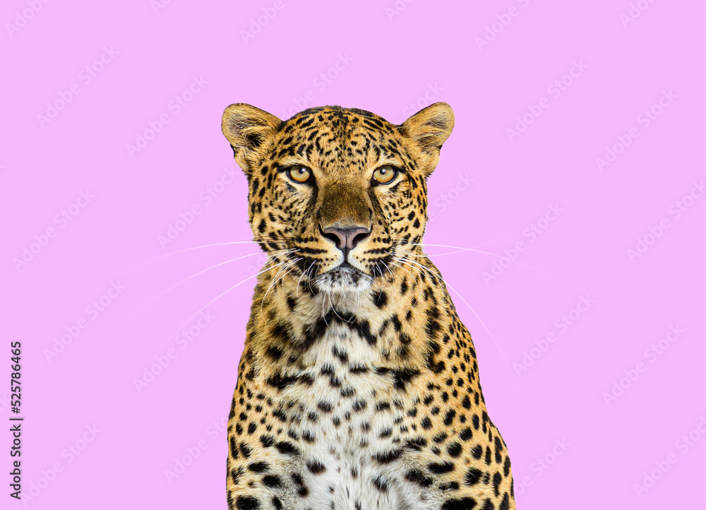 Obraz premium Head shot, portrait of a Spotted leopard facing at the camera on pink
