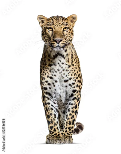 Fototapeta Spotted leopard standing in front and facing at the camera, isolated