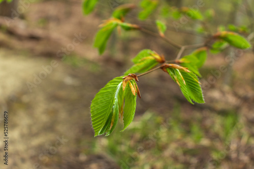 Green leaves, Small green foliage on twig