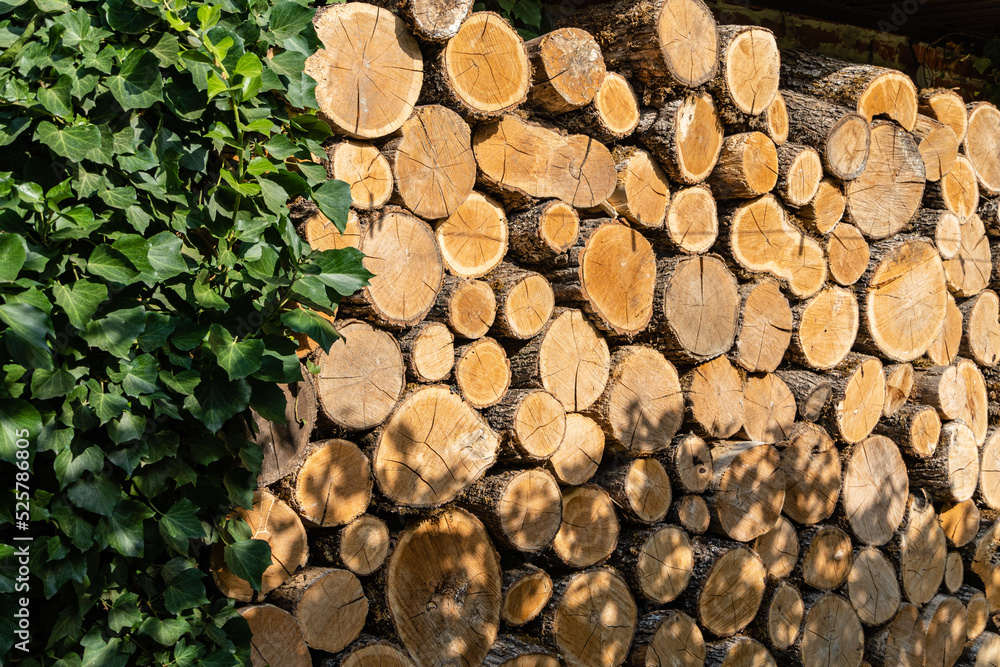 Close-up of firewood piled up to dry in sun. Alternative and cheap fuel for the stove instead of gas. Oak firewood is sawn into stumps and stacked. Texture of oak stumps on cut.