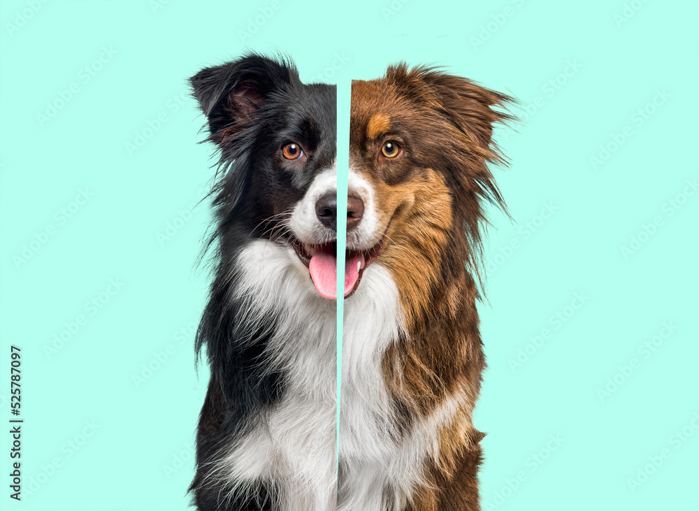 Comparison between two Border collie, one black and white and an other red tri-color, Head shot on blue