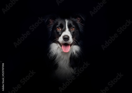 Close-up of Border Collie dog looking at the camera on black bac © Eric Isselée