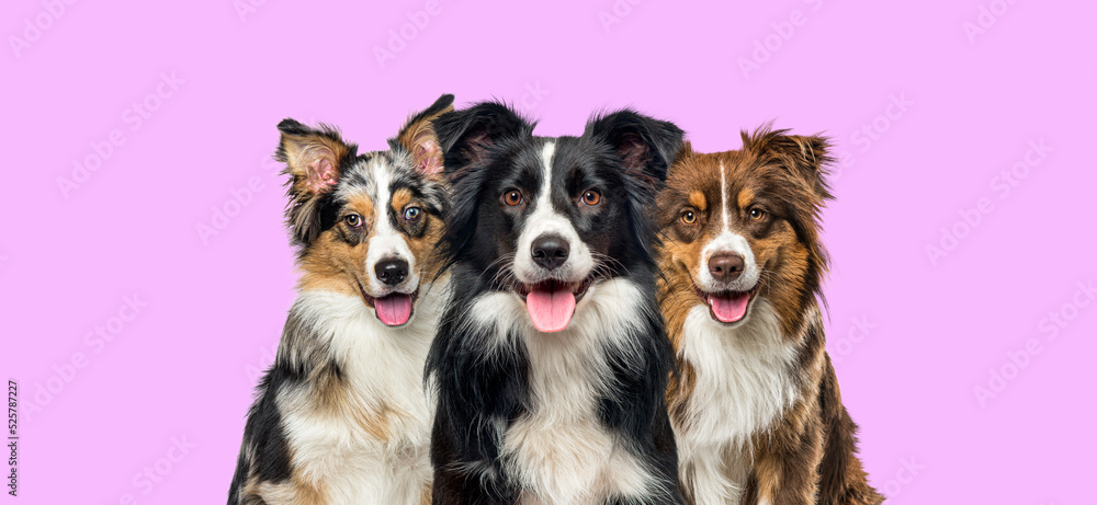 Fototapeta premium group of dogs, border collie and Australian Shepherd, panting together on pink
