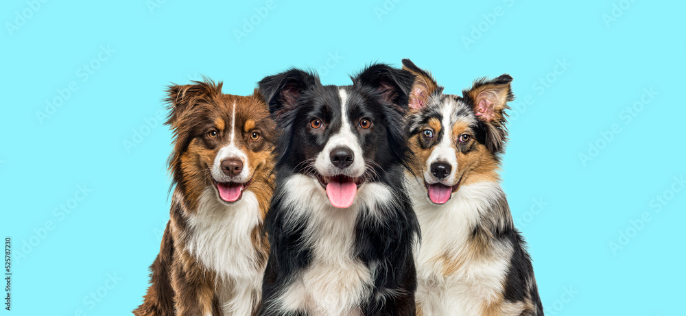 group of dogs, border collie and Australian Shepherd, panting together on blue