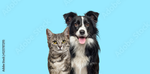 Fototapeta Naklejka Na Ścianę i Meble -  Grey striped tabby cat and a border collie dog with happy expression together on blue background, banner framed, looking at the camera