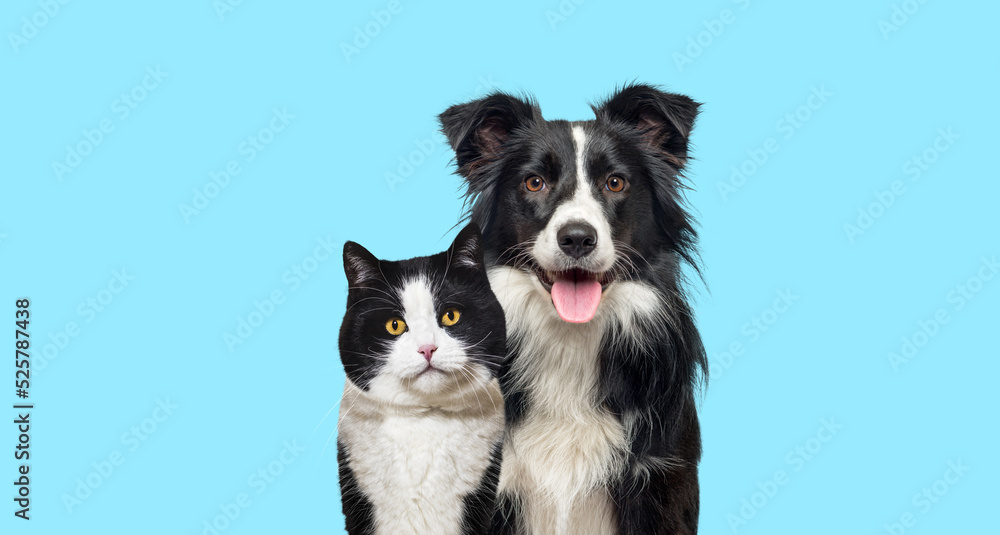 Black and white mixed-breed Cat and an Happy Border Collie dog panting on blue background