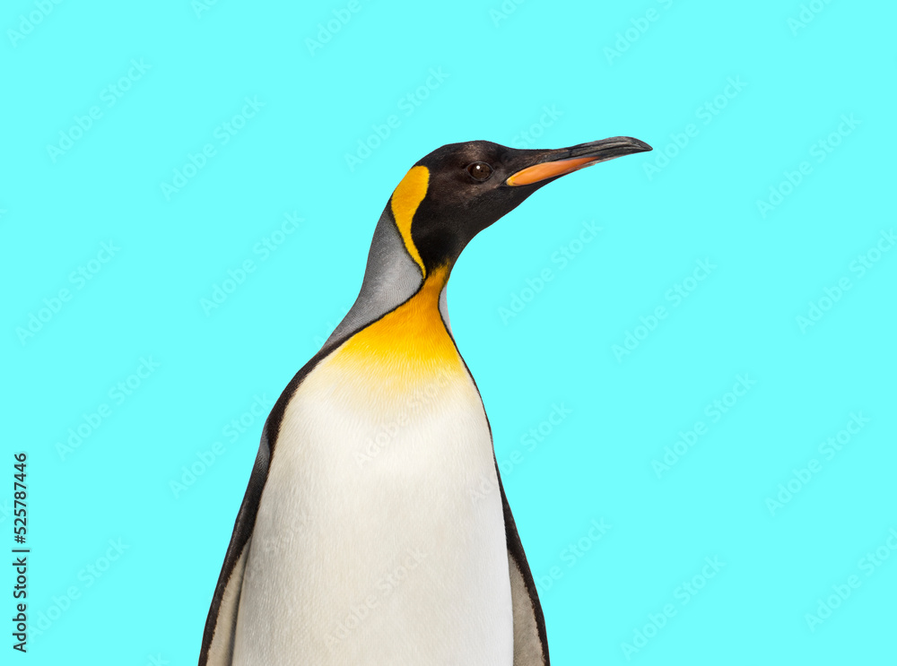 Naklejka premium King penguin standing in front of blue