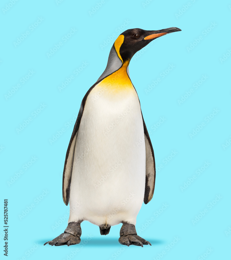 Fototapeta premium King penguin standing in front, on a blue background