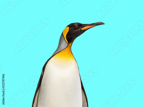 King penguin standing in front of blue