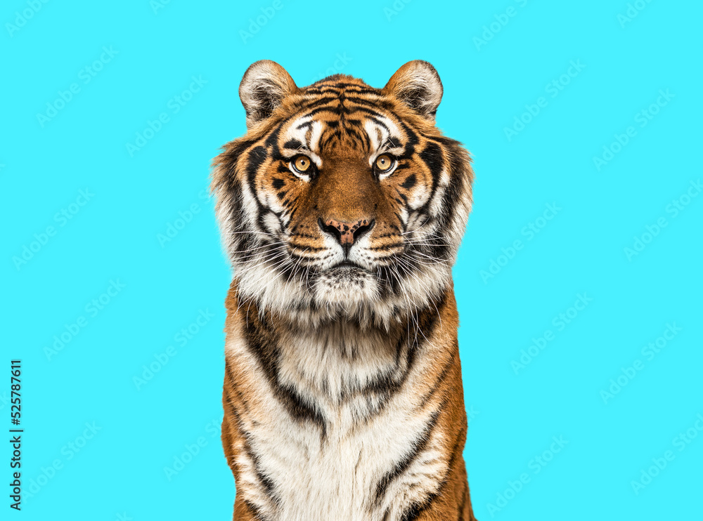 Obraz premium Tiger looking at the camera on blue background