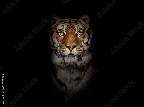Canvastavla Tiger looking at the camera on black background