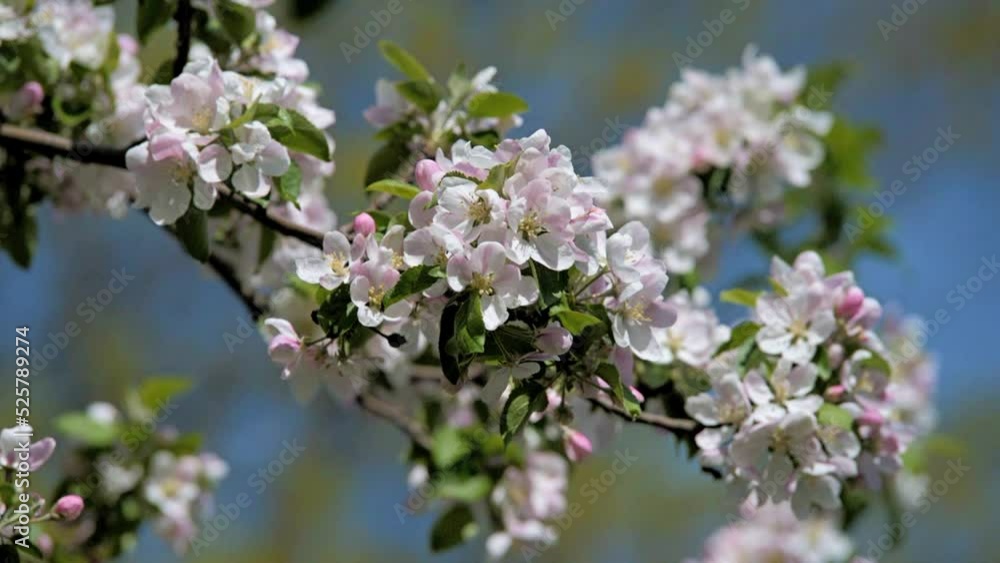 appletree blossom branch in the garden in spring
appletree blossom branch in the garden in spring