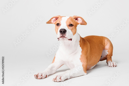 American Staffordshire Terrier dog isolated on white background © OlgaOvcharenko
