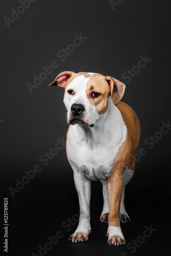American Staffordshire Terrier dog isolated on black background © OlgaOvcharenko