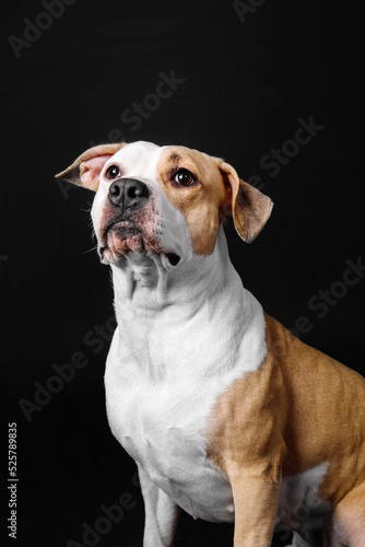 American Staffordshire Terrier dog isolated on black background © OlgaOvcharenko