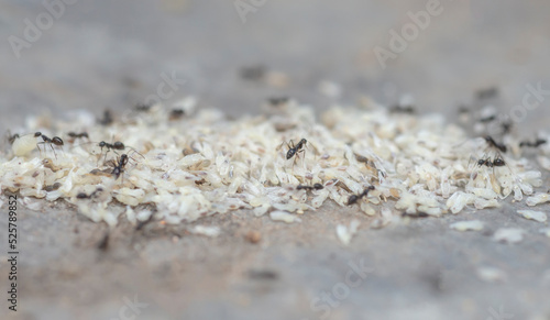 Ants are moving eggs and larvae.
