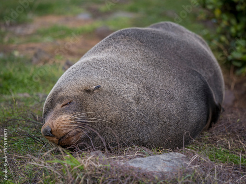 Fat seal basking in sun