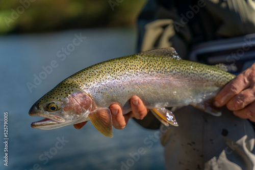 Fly fishing for trout.
