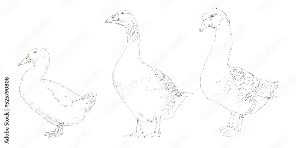 Two geese and a duck. Ferry birds. Black and white graphics. Hand drawn illustration. Two geese and a duck. Ferry birds. Black and white graphics. Hand drawn illustration.