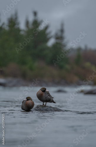 New Zealand native Blue Ducks