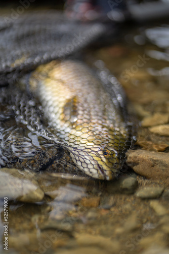 Brown trout caught fly fishing.