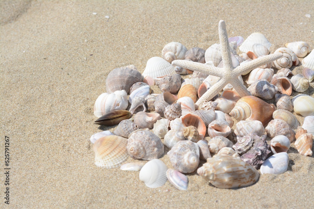 Beautiful starfish and sea shells on sand, space for text Beautiful starfish and sea shells on sand, space for text