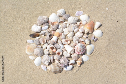 Many beautiful sea shells on sandy beach, above view