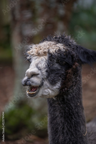 Llama or Alpaca