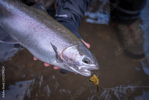 Rainbow trout caught fly fishing