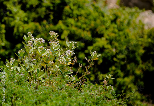 Wallpaper Mural Roadside wildflowers Torontodigital.ca