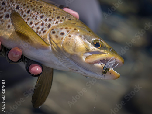 Fototapeta Naklejka Na Ścianę i Meble -  Brown trout caught fly fishing
