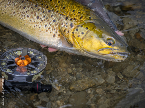 Brown trout caught fly fishing
