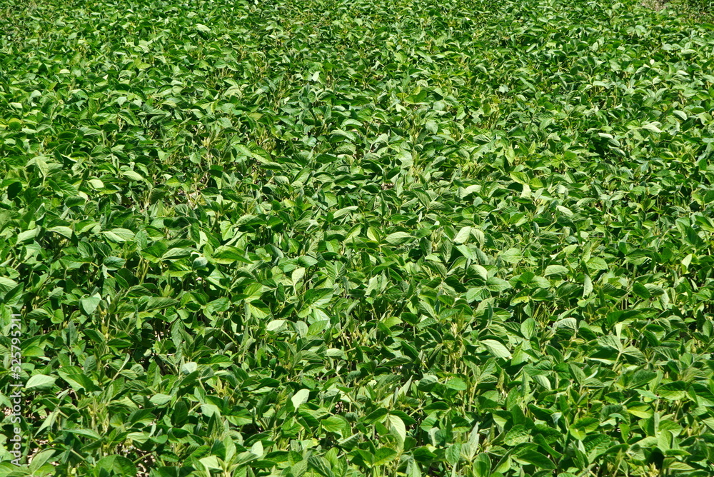 Field of soybean green plants in the sunlight on farm land in Romania. Green leaves natural background. Field of soybean green plants in the sunlight on farm land in Romania. Green leaves natural background.