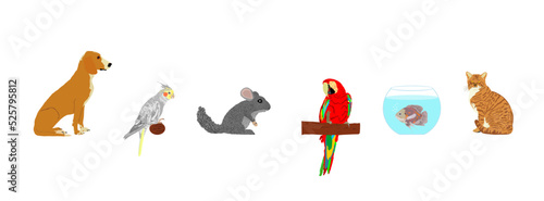 Pets collection. Domestic dog and cat vector illustration isolated on white. Macaw parrot and Cockatail Corella birds. Chinchilla lovely animal. Exotic Oscar fish in fishbowl aquarium. Pet shop.