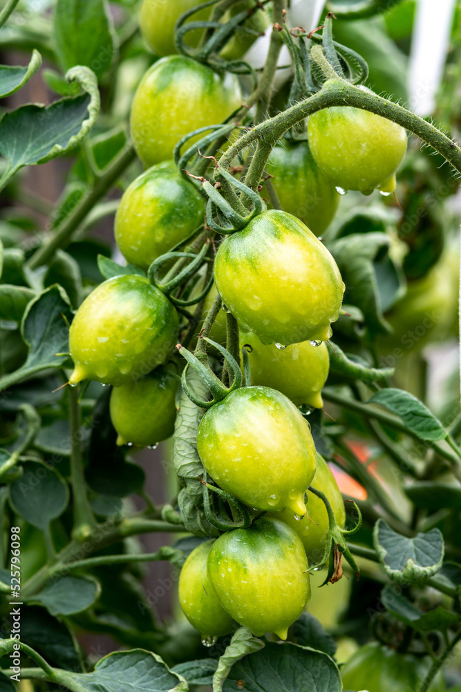 A bunch of green tomatoes on a shrub branch in the garden closeup