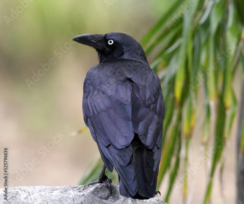 Torresian crow bird sitting on a rock in a park