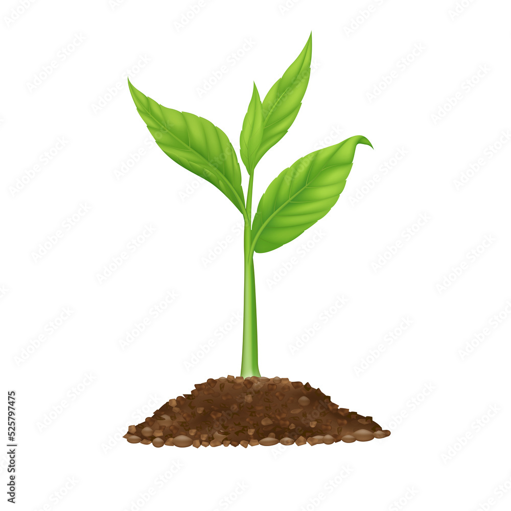 Seedling growing from fertile ground. Agriculture concept. Use ad the agricultural industry. Seedling growing from fertile ground. Agriculture concept. Use ad the agricultural industry.