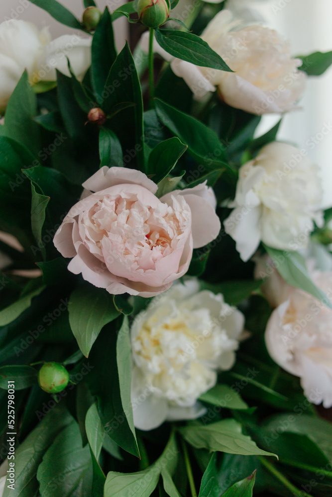 Fototapeta premium pink and cream peonies close-up