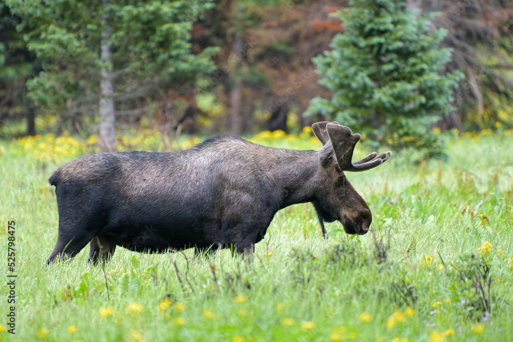 Bull Moose walking through a grass field in the Colorado Rocky Mountains Bull Moose walking through a grass field in the Colorado Rocky Mountains