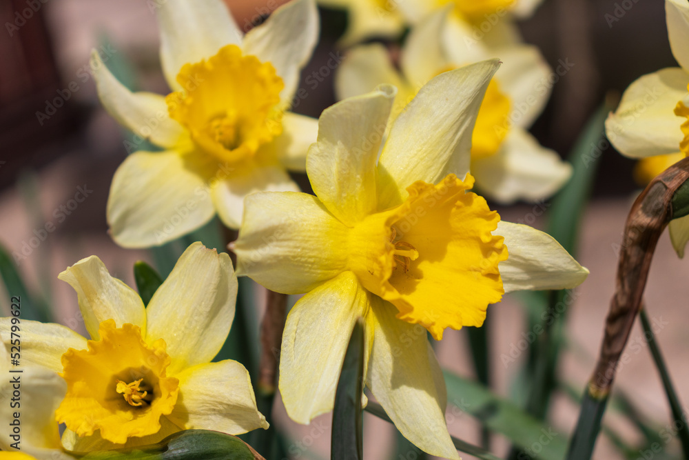 Narcissus , yellow variety of narcissus with a large cup.