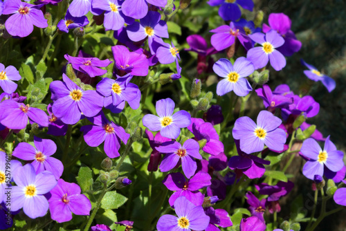 Beautiful perennial purple flowers bloom in a flower bed in the park.