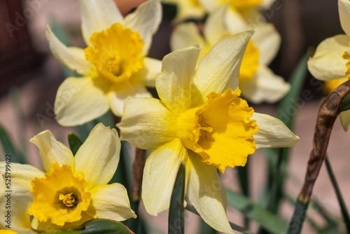 Narcissus   yellow variety of narcissus with a large cup.