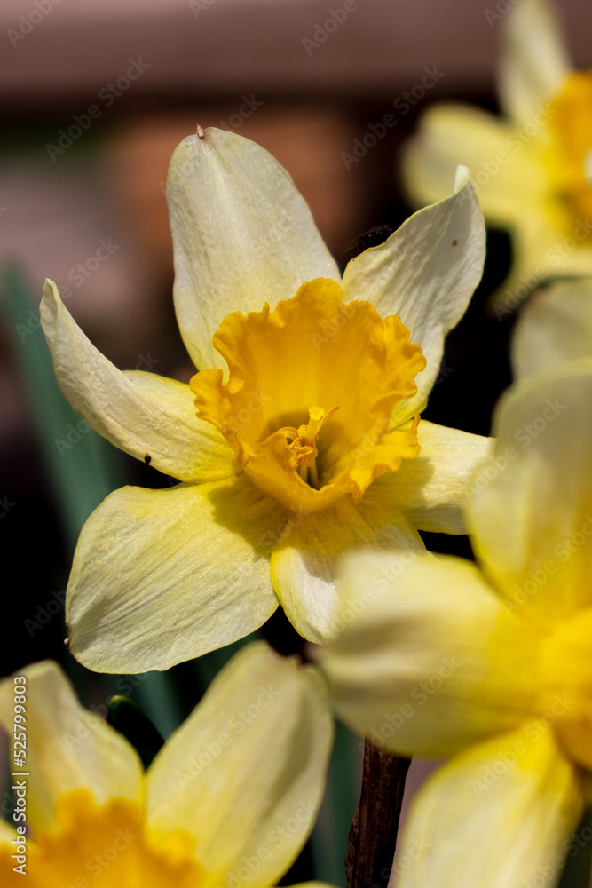 Narcissus , yellow variety of narcissus with a large cup. Narcissus , yellow variety of narcissus with a large cup.